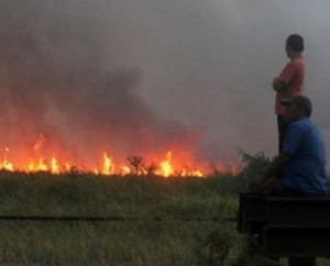kebakaran hutan