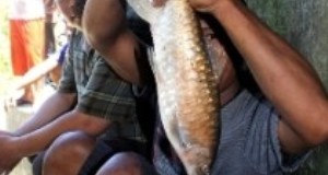 Ikan Jurung di Lubuk Larangan Aek Pohon