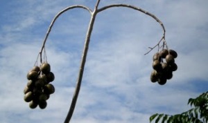 Harga Kedondong Naik Akibat Daerah Lain Belum Panen