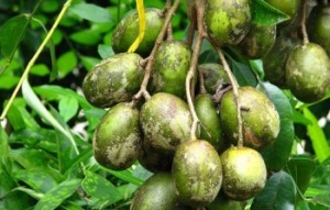 HARGA KEDONDONG MELONJAK