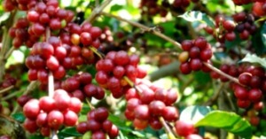 Menunggu Perusahaan Daerah