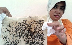 BLHKP Akan Teliti Serangan Lalat Pabrik Sawit