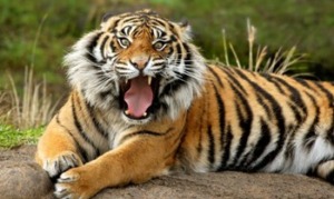 Pemda Diminta Seriusi Teror Harimau di Ranto Panjang