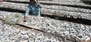 Harga Ikan Asin Naik