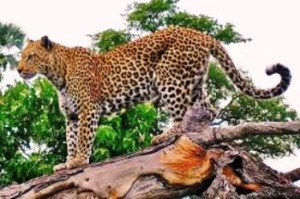 Menhut Bikin Pusat Penyelamatan Macan Tutul