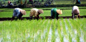 Madina Kakurangan Penyuluh Pertanian