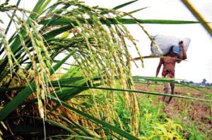 Bulog Hentikan Beli Beras Petani Sumut