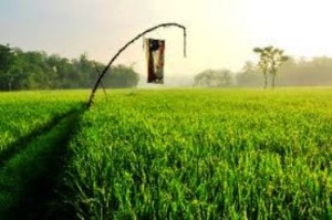 Pemkab Madina korupsi cetak sawah?
