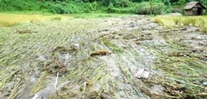 Kerugian Petani Simpang Duhu Lombang 120 Juta