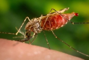 22 dari 23 Kecamatan di Madina Endemik Malaria