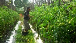 Harga Tomat Naik, Petani Madina Sumringah
