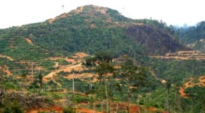 PT.PSU Serobot Lahan di Batang Natal, DPRDSU Diminta Turun Tangan