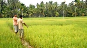 Pupuk Terlambat, Panen Padi Diperkirakan Merosot