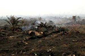 Belum Ada Data Valid Luas Perkebunan Yang Terbakar