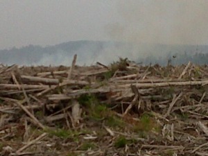 Luas Perkebunan Terbakar di Madina Mencapi 935 Ha