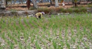 Ribuan Hektar Sawah Kekeringan di Panyabungan Utara