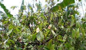 Dampak Kemarau, Produksi Kakao Turun