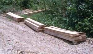 Dinas Kehutanan: PT.M3 Tak Dikasih Izin Tebang Kayu