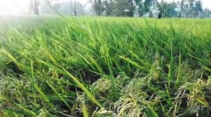 Padi Siganteng, 7 Pantak Hasilnya 156 Kaleng