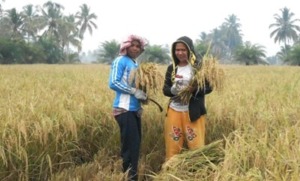 Padi Siganteng Menggemparkan Petani Madina