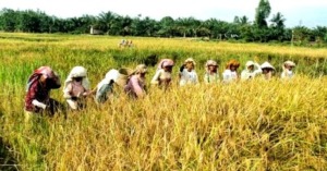 Marsialapari Tradisi Gotong Royong Masyarakat Mandailing