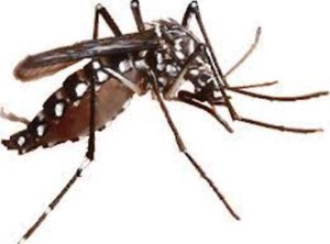 Peserta InasSEC 2014 Ditantang Buat Produk Atasi Persoalan Nyamuk