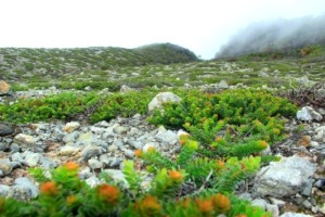 Ekspedisi ke Gunung Sorik Marapi (foto 4)