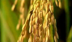 Inspektorat Madina Harus Usut Kegagalan Program SRI