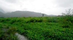 Kegagalan Program Cetak Sawah Harus Diselidiki