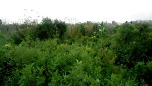 Pengamat Pertanian Sumut: Kegagalan Cetak Sawah Tangungjawab Kadis Pertanian Madina