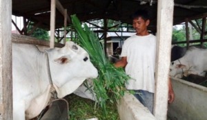 Lembu Qurban Didatangkan Dari Kisaran dan Siantar