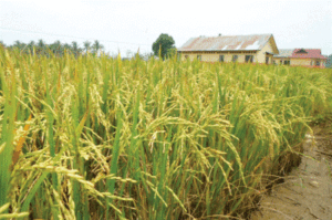 Distan Palas akan Panen Raya Benih Padi Varietas Unggul