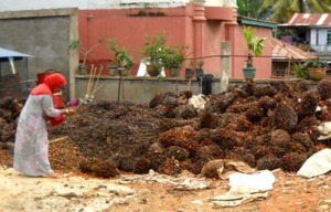 Harga TBS Kampung 1.050/Kg