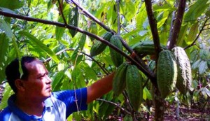 Harga Kakao Turun Lagi