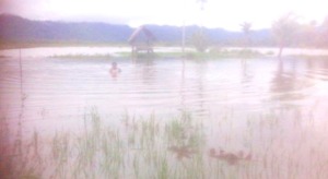 Ratusan Hektar Sawah di Huraba Dilantak Banjir