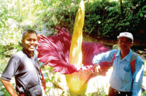 Bunga Rafflesia Berkembang Mekar di Tapsel