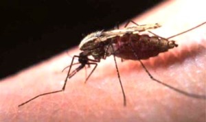 Membasmi Malaria Harus Ditangani Lintas Sektor