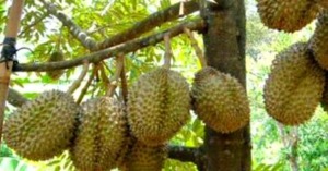 Durian Mentong Panyabungan Tembus Jakarta, Harganya 250.000/Buah
