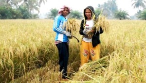 Varietas Padi Siganteng Kalahkan Produksi Nasional