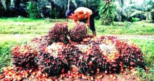 Plasma PT. DIS dan Limbah PT. RMM Tak Ada Masalah