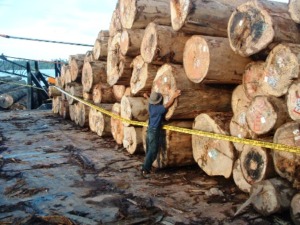 Mari Tepuk Tangan! Polda Sultra Gagalkan Pembalakan 2700 Batang Kayu
