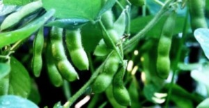 500 Ha Pengembangan Kacang Kedelai