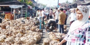 Harga Ekspor Karet Sumut Sentuh Titik Terrendah