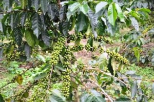 Pemda Madina Diharapkan Fasilitasi Pendirian Koperasi Petani Kopi