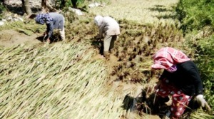 Tertimbun Arus Sungai, Petani Pungut Sisa Padi