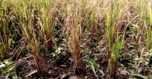 Irigasi Sering Rusak, Belasan Petani Gagal Panen