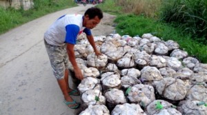 Alhamdulillah, Harga Karet Terus Bergerak Naik