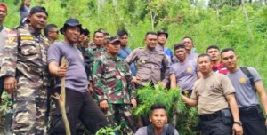Lagi, 3 Hektar Ladang Ganja Ditemukan