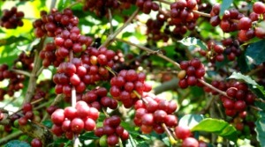 Harga Karet Terus Terpuruk, Petani Karet Beralih ke Kopi
