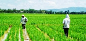 Minat Generasi Muda pada Pertanian Menurun